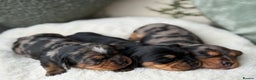 Miniature Dachshund dogs for sale: ✨Stunning kc minature wire haired dachshund✨  - Advert 3