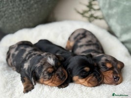 Miniature Dachshund dogs - Advert 12