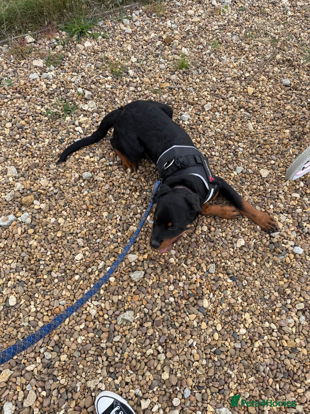 Rottweiler dogs for sale: Rottweiler pup for rehome - Advert 17
