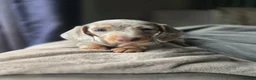 Miniature Dachshund dogs for sale: ❤️Miniature dachshund puppies❤️ - Advert 21