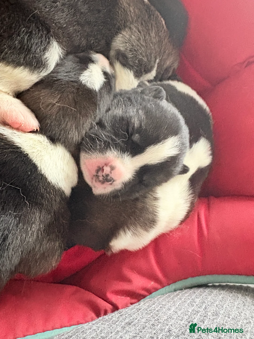 Akita dogs for sale: Akita pups March 12th ready to view  - Advert 17