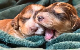 Cockapoo dogs for sale: Charming Mini Cockerpoo puppies  - Advert 7