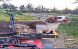 Mixed Breed dogs for sale:  Minature Dachshunds x Spaniel pups  - Advert 8