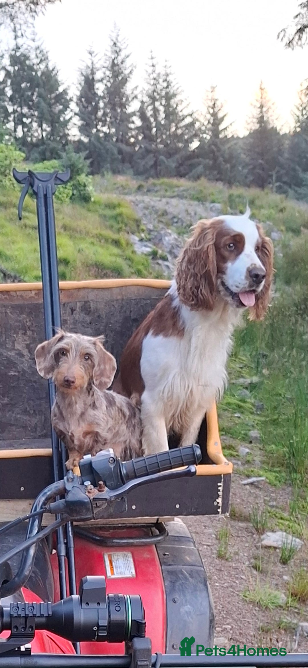 Mixed Breed dogs for sale:  Minature Dachshunds x Spaniel pups  - Advert 8