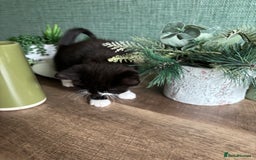 Mixed Breed cats for sale: Adorable kitten - Image 3