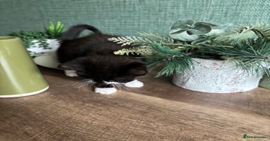 Mixed Breed cats - Advert 16