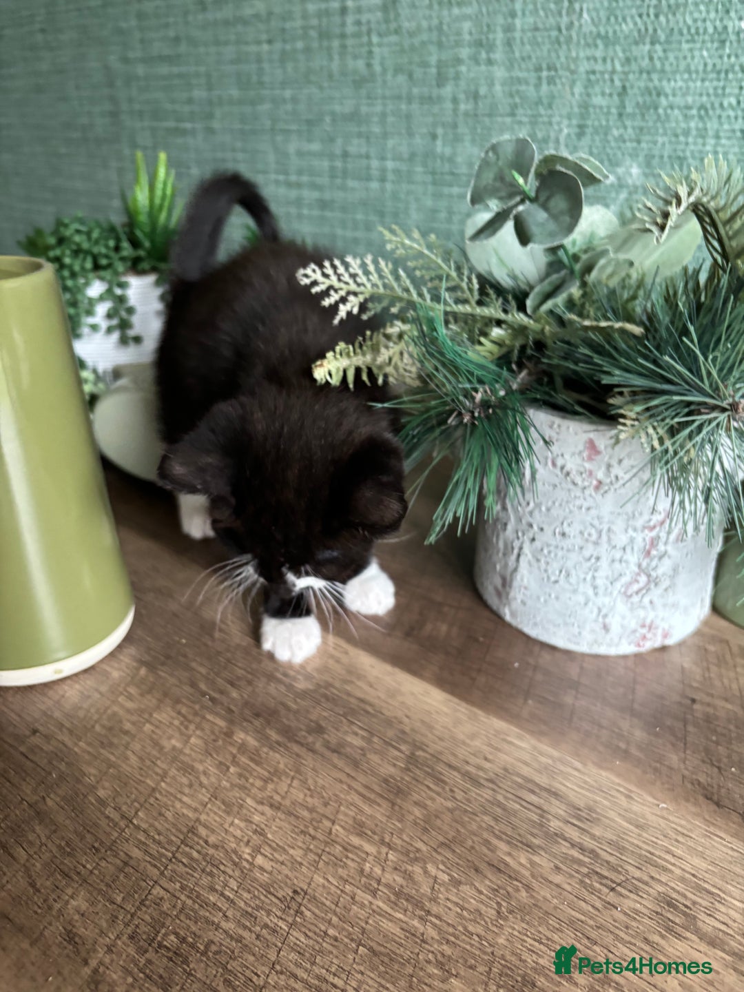 Mixed Breed cats for sale: Adorable kitten - Image 3