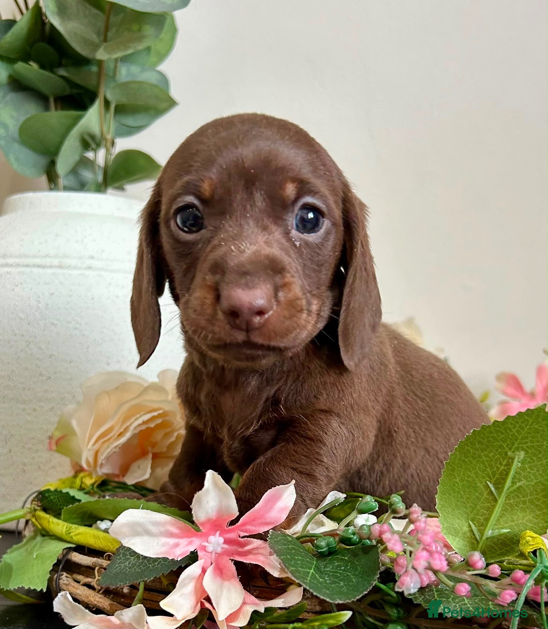 Miniature Dachshund dogs Ready now kc mini short hair Dashound  - Advert 10