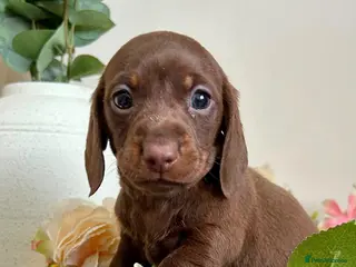 Miniature Dachshund dogs Ready now kc mini short hair Dashound - Advert 10