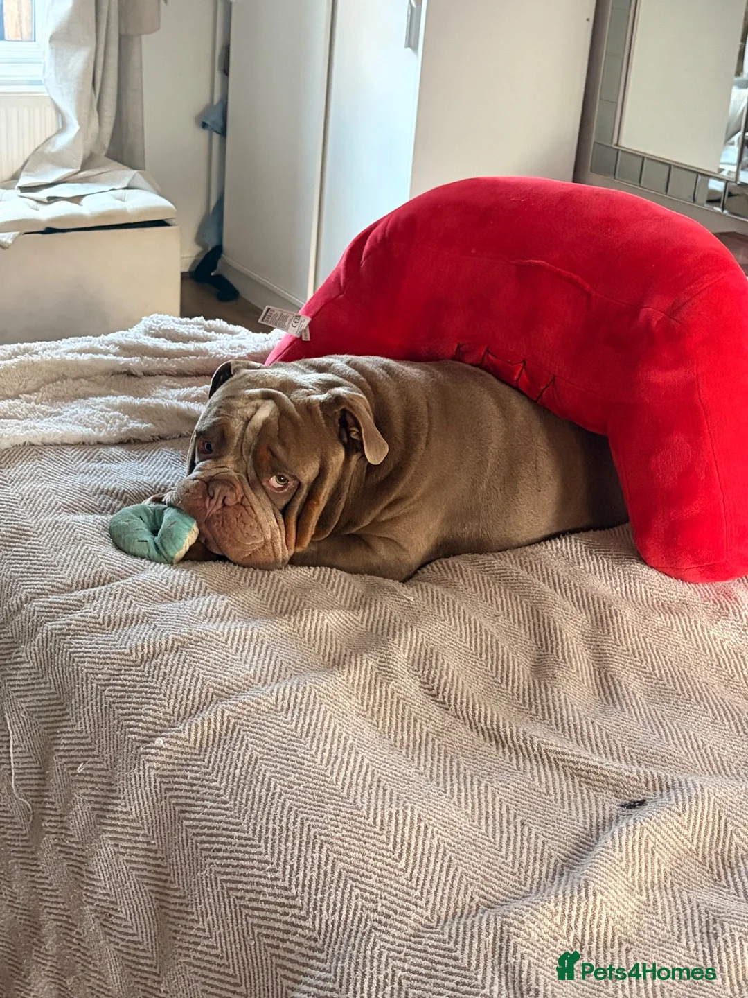Olde English Bulldogge dogs for sale: Rhyno olde English bulldogge  - Advert 1