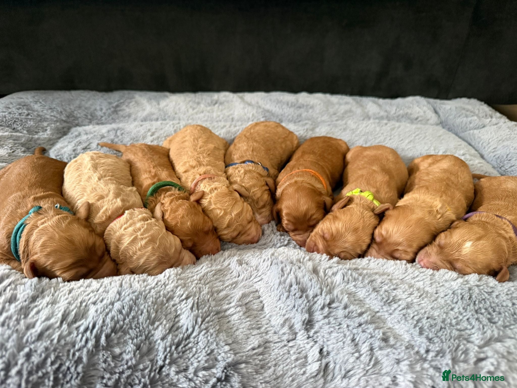 Labradoodle dogs 🐾 F1B Labradoodle Puppies 🐾 - Advert 6