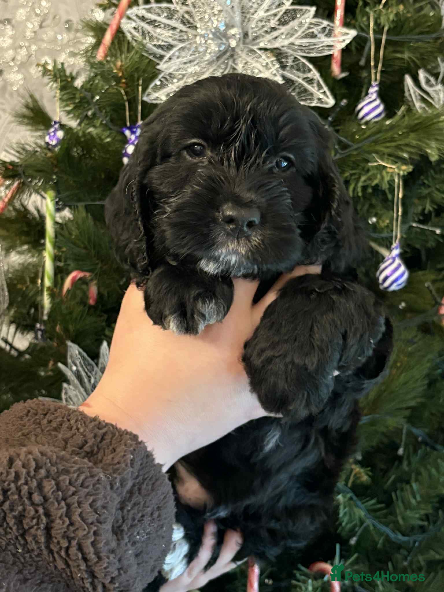 Cockapoo dogs Cockapoo puppy last boy  - Advert 1