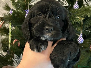 Cockapoo dogs Cockapoo puppy last boy - Advert 2