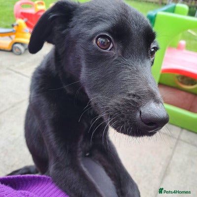 Labrador Retriever dogs hansome loving labrador retriever boy - Advert 1