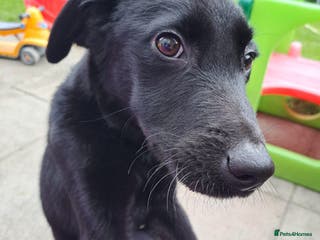Labrador Retriever dogs hansome loving labrador retriever boy - Advert 1