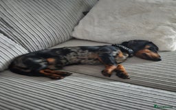 Miniature Dachshund dogs for sale: *URGENT REHOME* Minature Dachsund Male 11 Months - Image 3