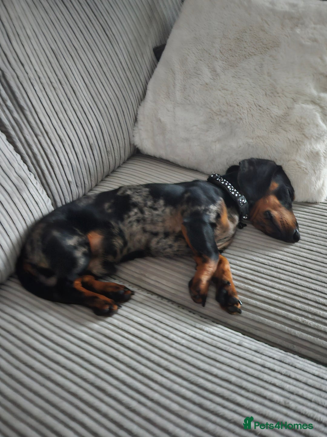 Miniature Dachshund dogs for sale: *URGENT REHOME* Minature Dachsund Male 11 Months - Image 3
