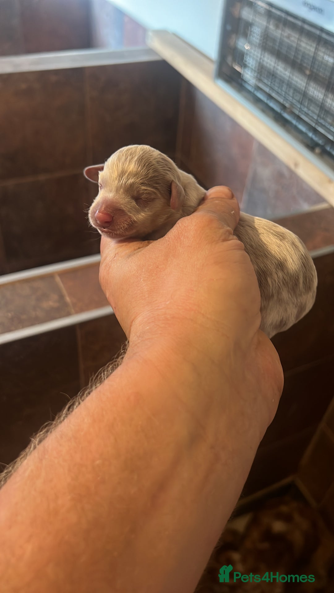 Miniature Dachshund dogs for sale: 5 long hair miniature dachshund  - Image 6