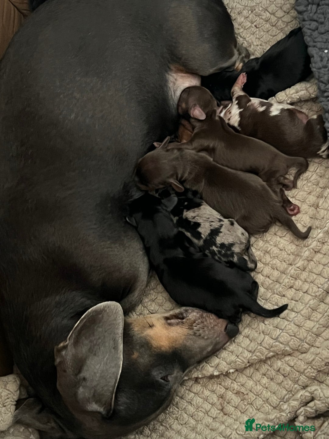 Miniature Dachshund dogs for sale: Just born, miniature dachshunds, boys & girls - Advert 1