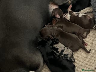 Miniature Dachshund dogs Just born, miniature dachshunds, boys & girls - Advert 9