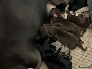 Miniature Dachshund dogs Just born, miniature dachshunds, boys & girls - Advert 11