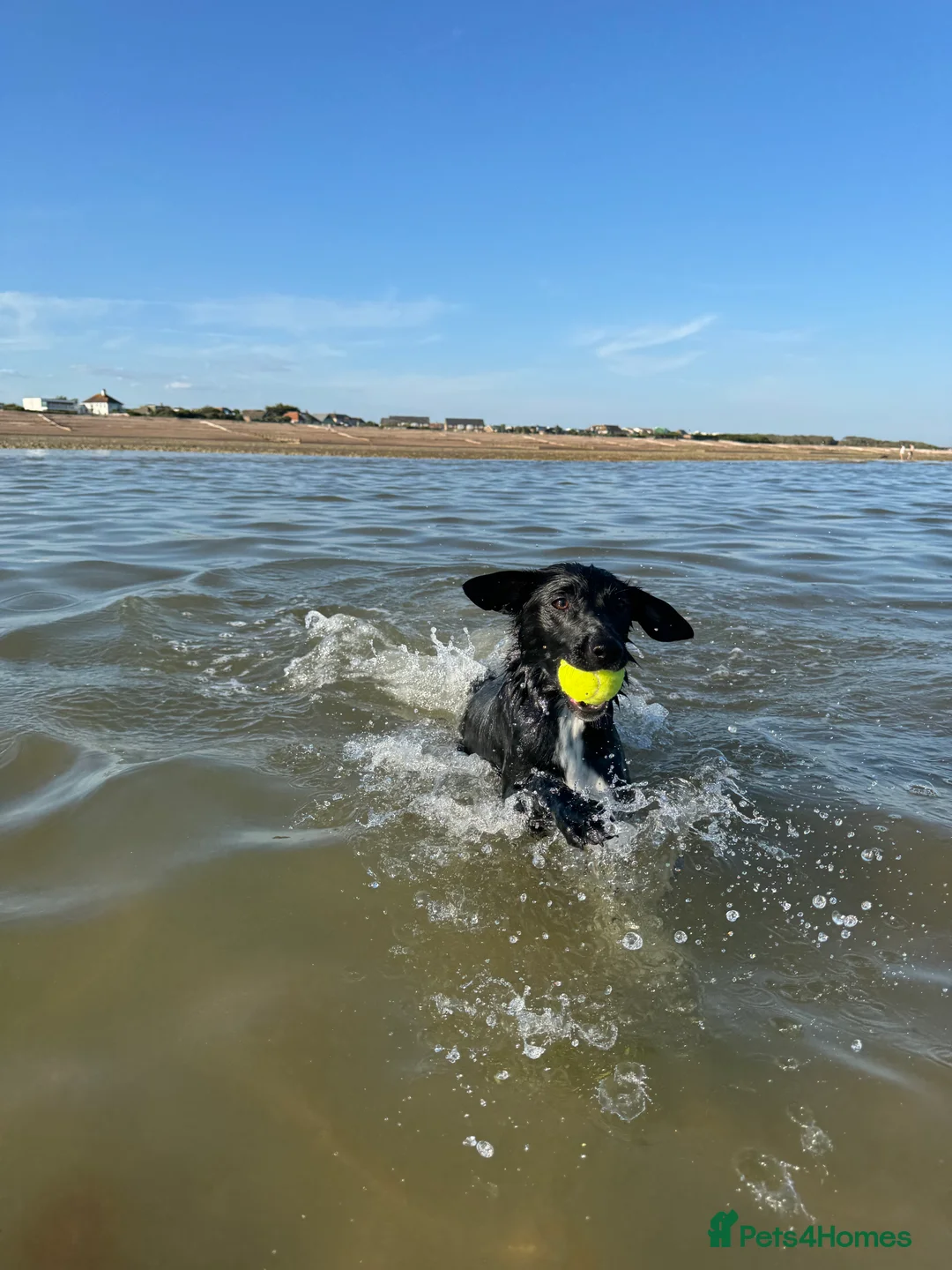 Mixed Breed dogs for sale: Collie x Cocker spaniel  - Advert 6