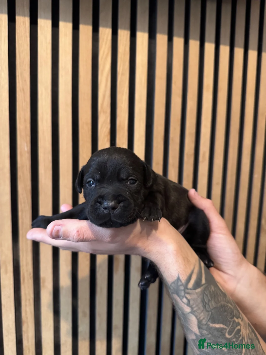 Staffordshire Bull Terrier dogs for sale: KC Staffordshire bull terrier  in Stockton-on-Tees - Advert 2