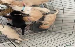 Labrador Retriever dogs for sale: Lovely Labrador puppies  - Image 16