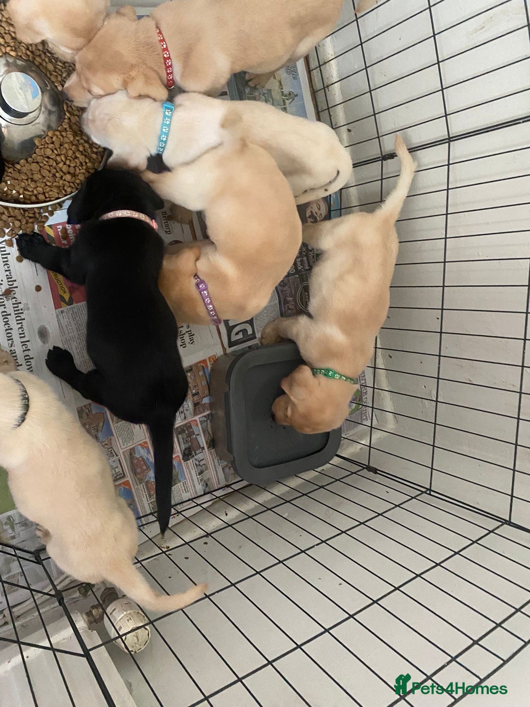 Labrador Retriever dogs for sale: Lovely Labrador puppies  - Image 16