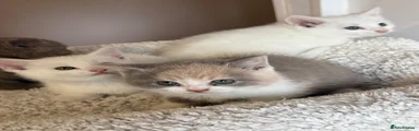 British Shorthair 3