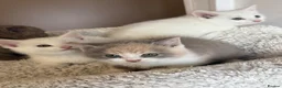 British Shorthair cats for sale: Gorgeous British Shorthair x kittens - Advert 9