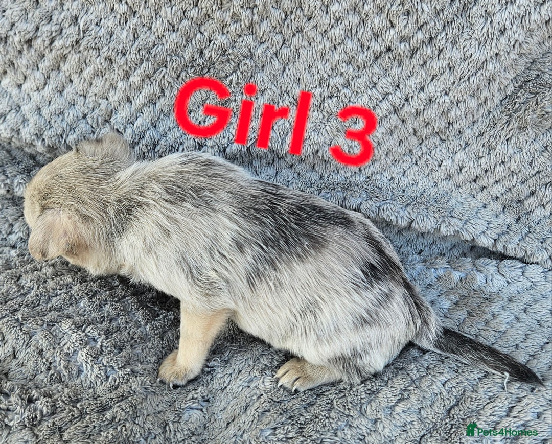 Pomchi dogs for sale: Beautiful merle pomchi puppies  - Image 12