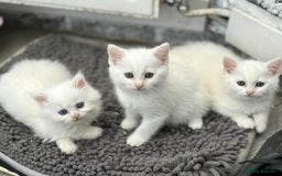 Persian cats for sale: 3 white half Persian kittens, ready soon - Image 1