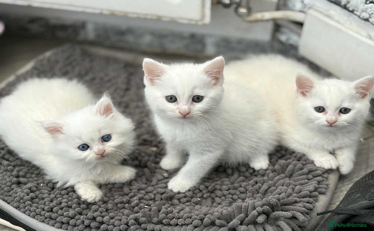 Persian cats - Advert 16