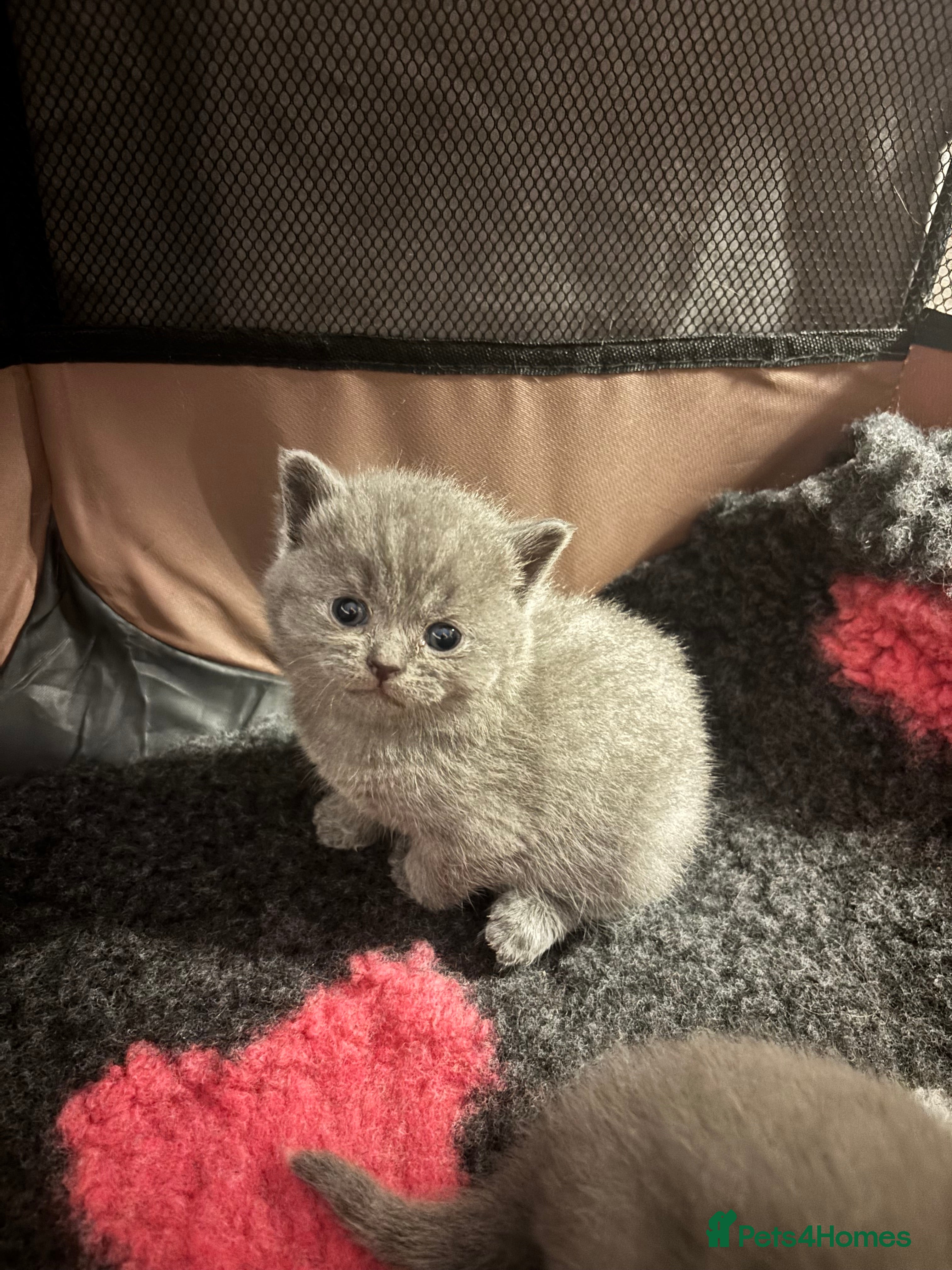 British Shorthair cats British shorthair kitten looking new home ❤️ - Advert 2