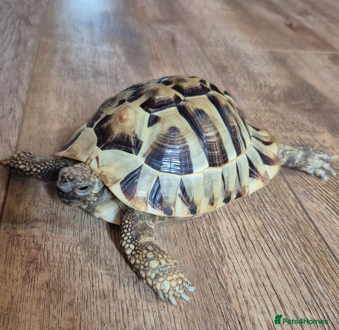 Hermann Tortoise reptiles for sale: Beautiful Hermann tortoise for sale  - Image 2