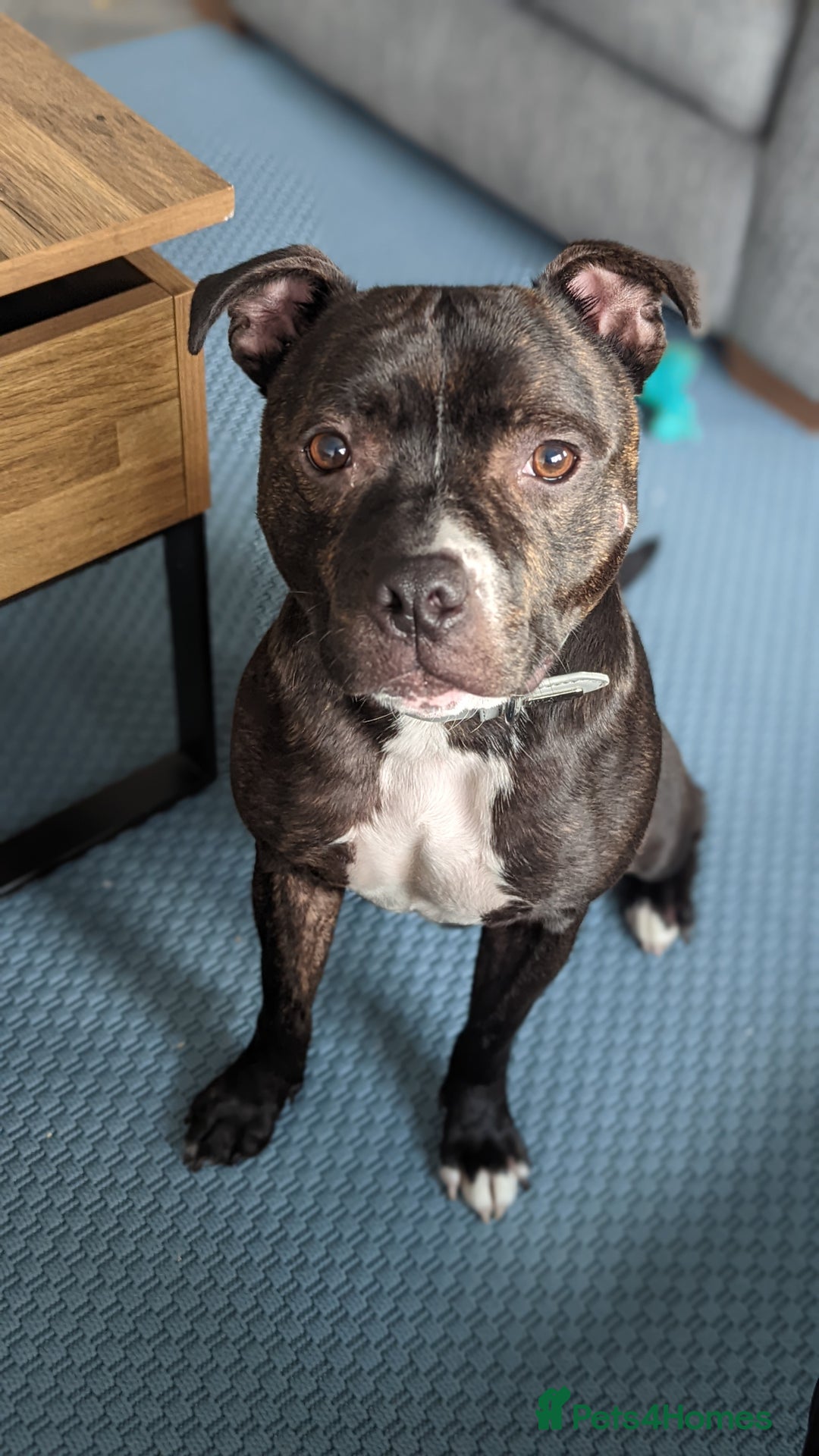 Staffordshire Bull Terrier dogs for sale: Male Staffy micro chipped ready for his new family - Image 19