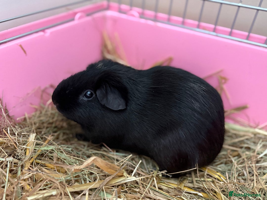 Guinea Pig rodents for sale: Bear & Shadow Guinea Pig Brothers - Image 2