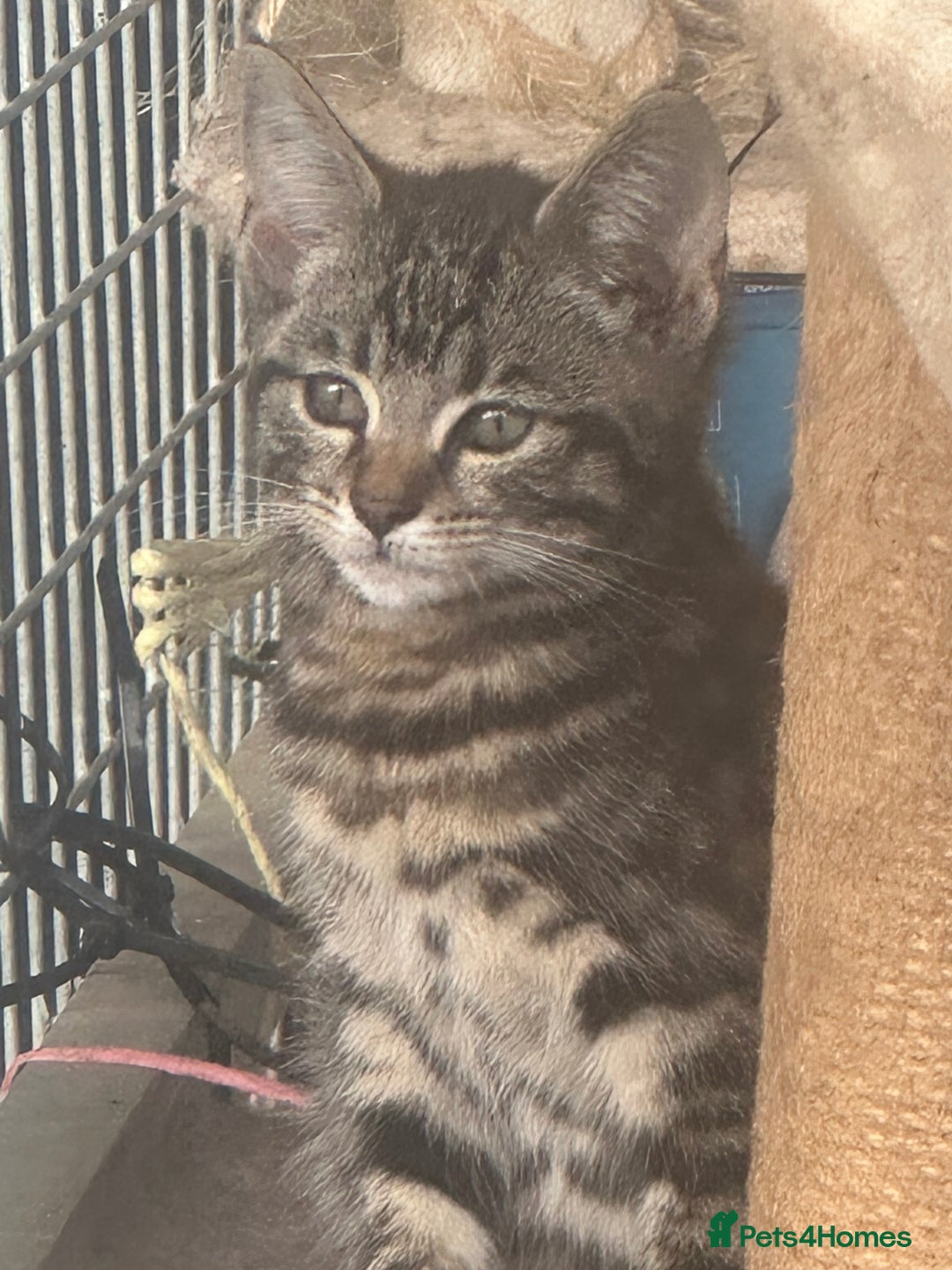 Bengal cats for sale: Beautiful part bred bengal kittens  - Image 3