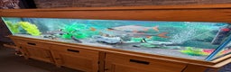 Sharks fish for sale: 5Ft Fish Tank/All Fish/Ornaments/Filter - Advert 5