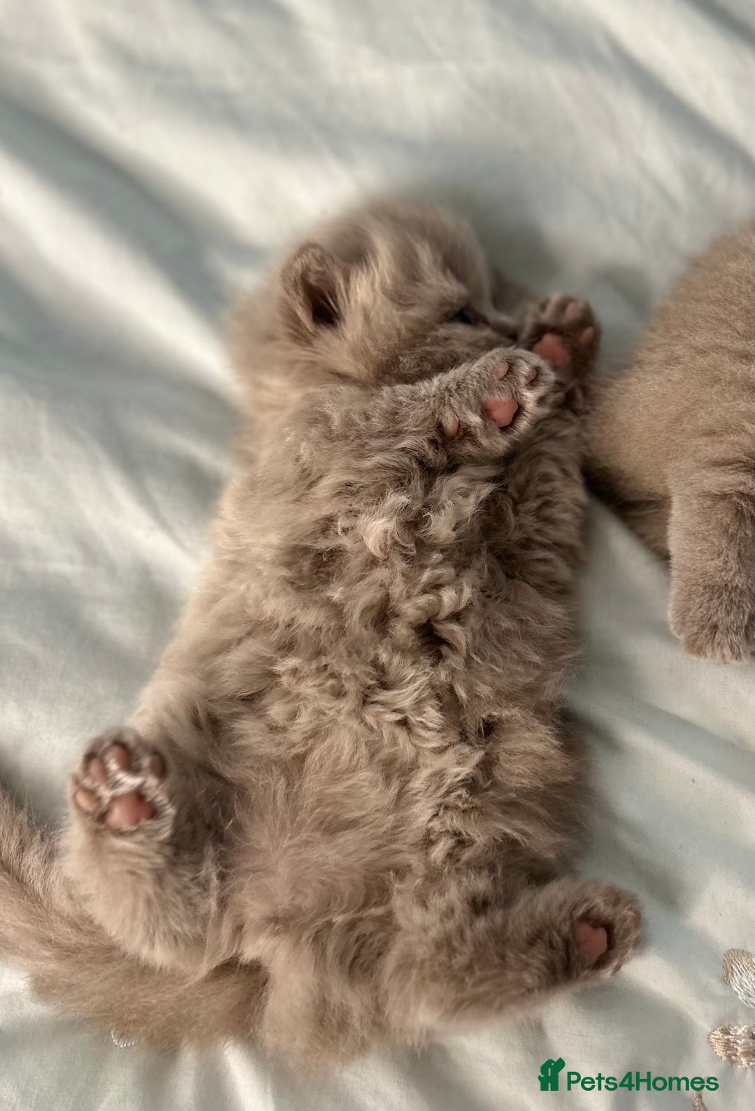 British Shorthair cats for sale: 🐱Adorable Rare Lilac British Shorthair Kittens - Image 11