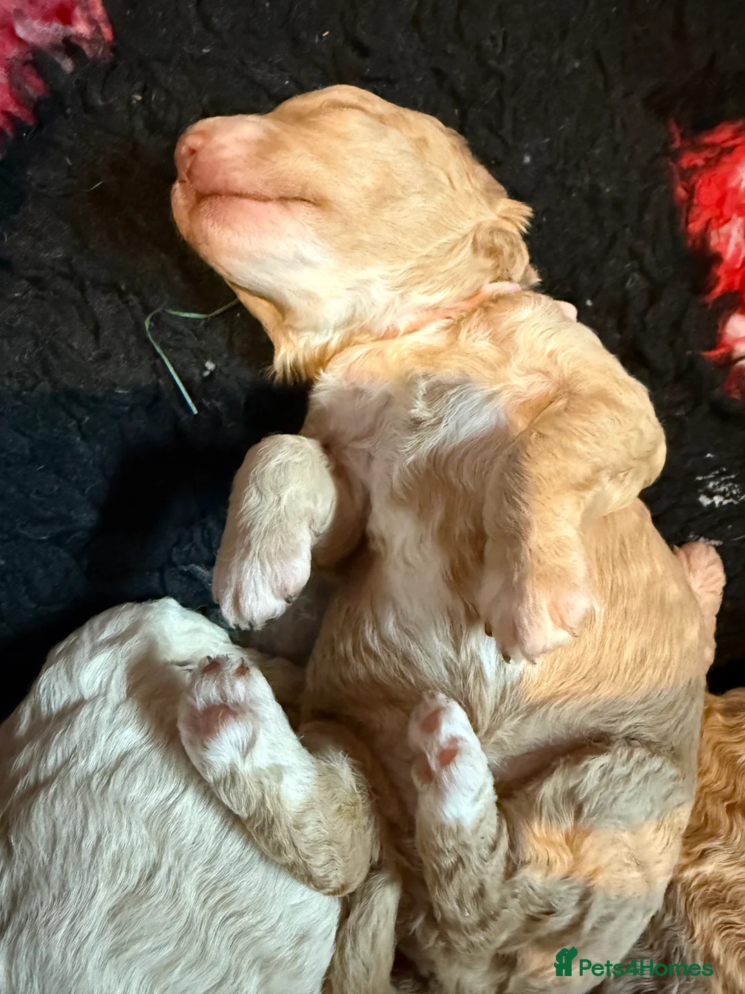 Australian Labradoodle dogs for sale: **reduced** Australian labradoodles - Advert 10