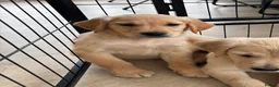 Golden Retriever dogs for sale: KC Reg Golden Retriever puppies - Ready now!!!!  - Advert 18