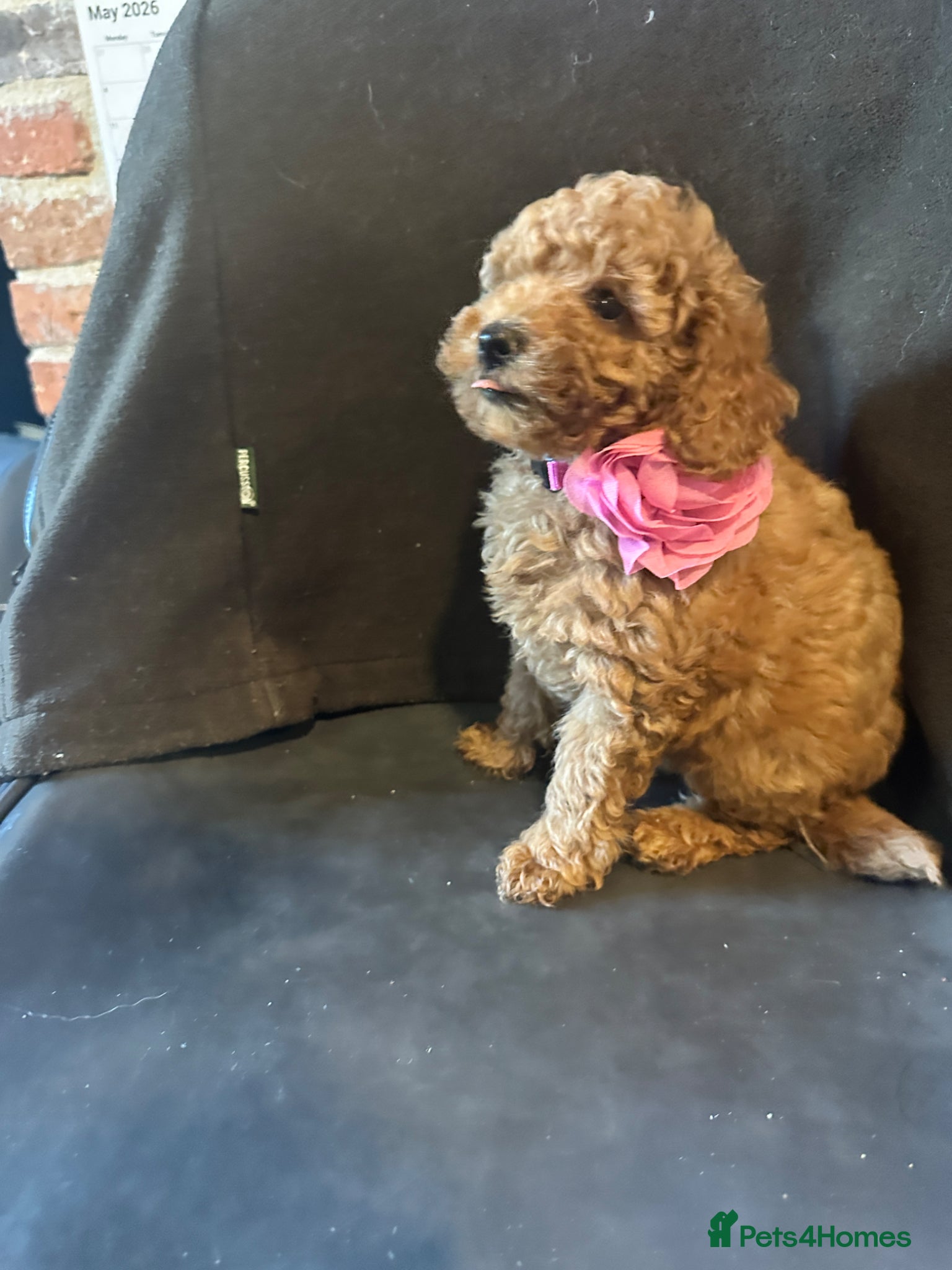Miniature Poodle dogs ADORABLE MINIATURE POODLE PUPPIES 3 GIRLS & 1 BOY  - Advert 1