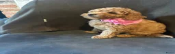 Miniature Poodle dogs for sale: ADORABLE MINIATURE POODLE PUPPIES 3 GIRLS & 1 BOY  - Advert 1