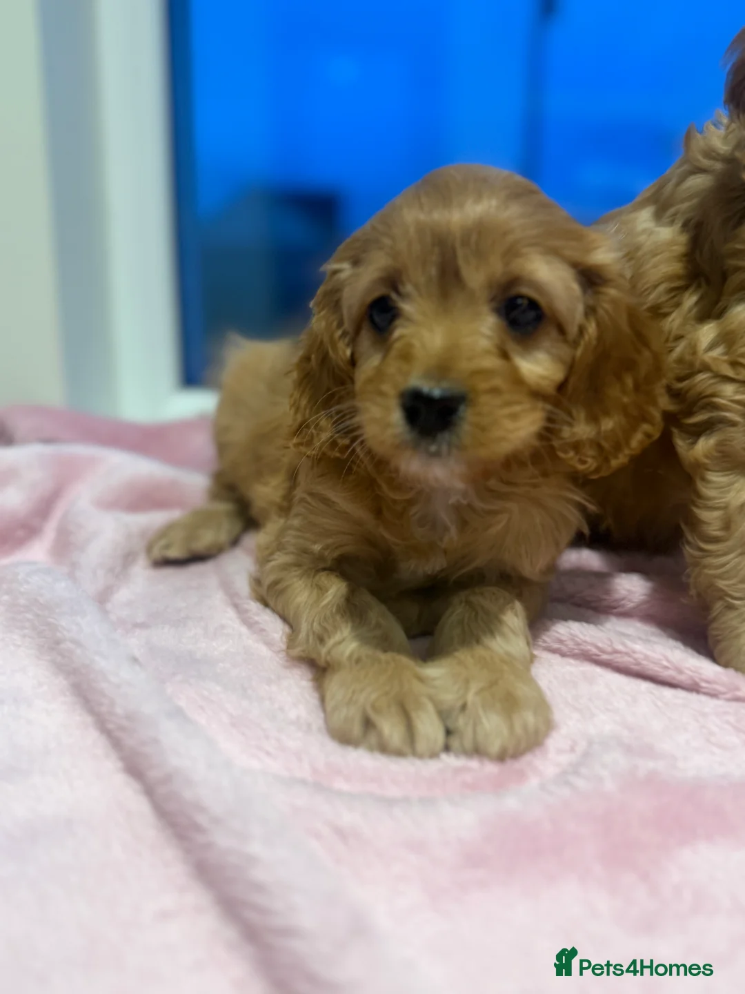 Cavapoo dogs for sale: Cavapoo puppies  in Cookstown - Advert 6