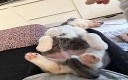 Siberian Husky dogs for sale: Strong Chunky Siberian Husky puppy’s  - Image 29
