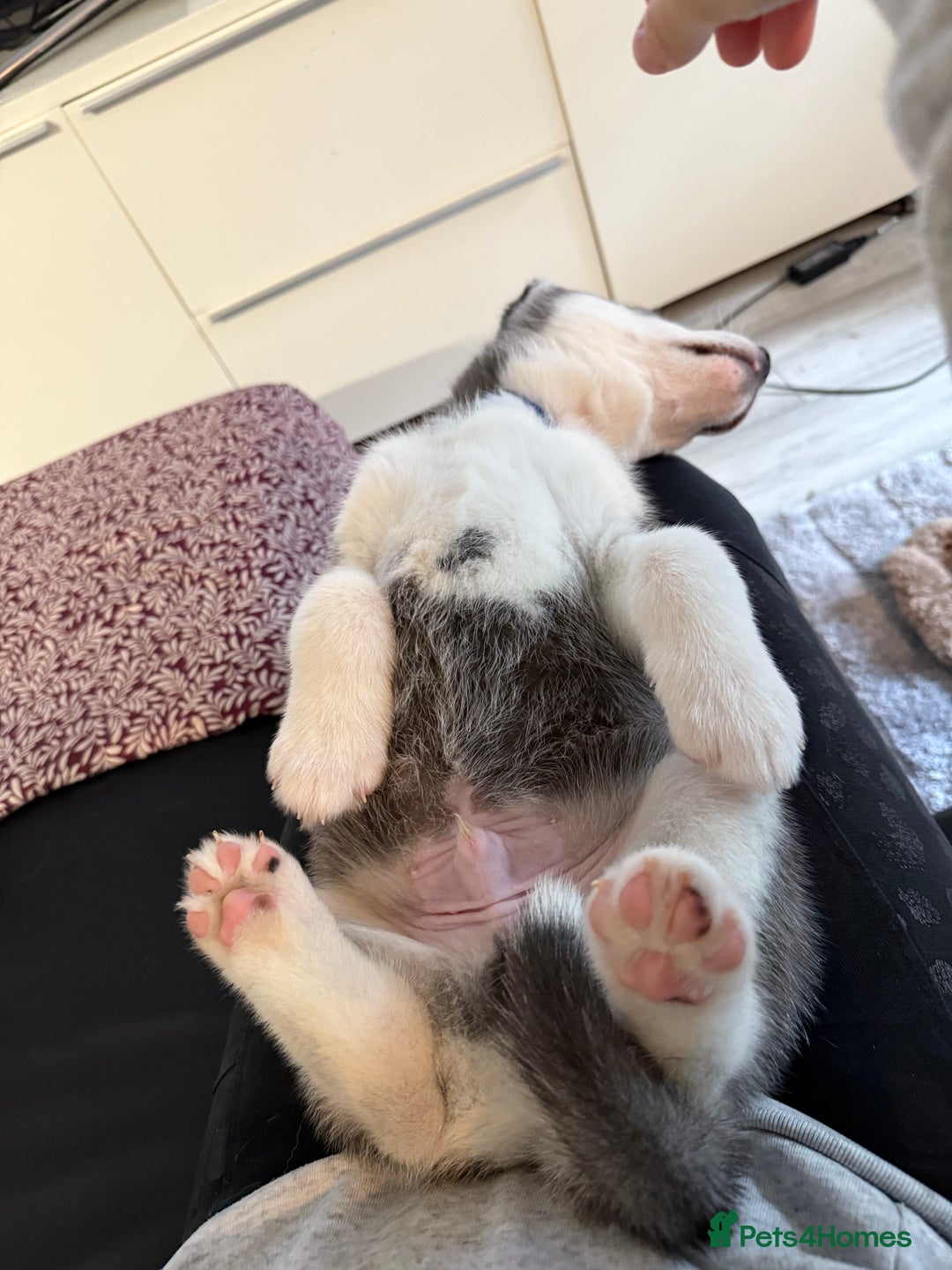 Siberian Husky dogs for sale: Strong Chunky Siberian Husky puppy’s  - Image 29