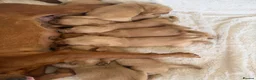 Goldador dogs for sale: GORGEOUS GOLDADORS  - Advert 16