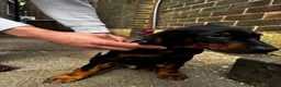 Dobermann dogs for sale: Gorgeous Doberman litter - Advert 12